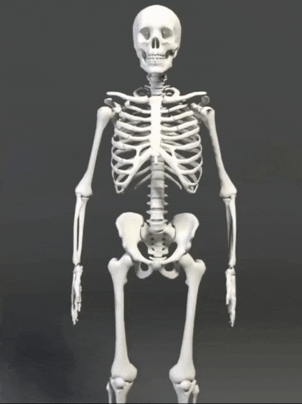 1 Scoliose GIFS compressé.gif