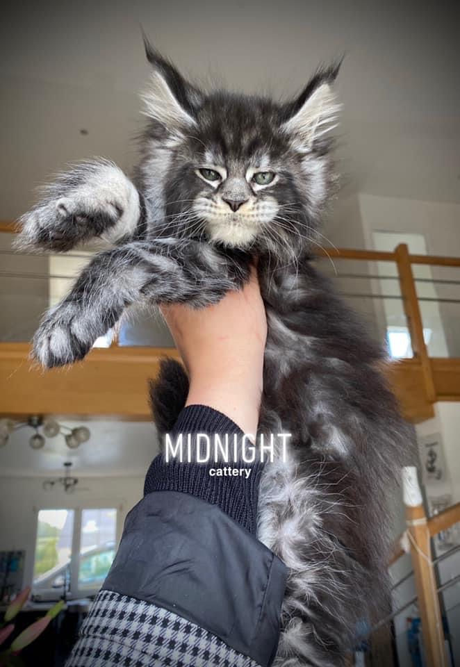 Midnight Mona Lisa