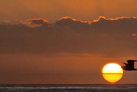 Dawn Seagull