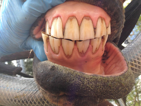 Smile_bite_MAL1_.jpeg