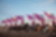 Hot Pink Sunsation and flags COPYRIGHTED.jpg