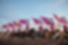 Hot Pink Sunsation and flags COPYRIGHTED.jpg