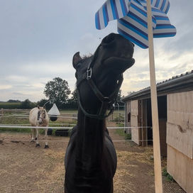 Heste reagerer mindre, når de ser nye ting fra højre side først