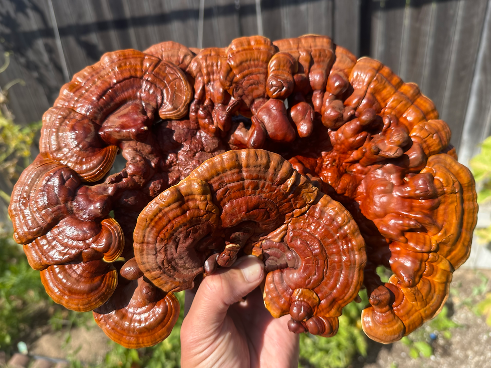 Red Reshi Mushroom