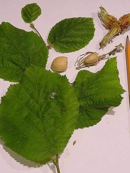 beaked hazelnut leaf and nut 8-07.jpg
