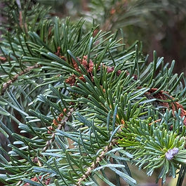The Conifers of Dolphin Place