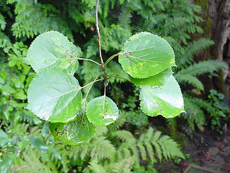 Quaking Aspen