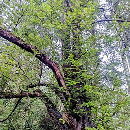 Pacific yew (Taxus brevifolia) is a slow-growing, shade-tolerant evergreen conifer native to the Pacific Northwest, known for its hard, decay-resistant wood (used for bows) and its bark, which contains the anti-cancer compound taxol (paclitaxel). It typically grows as an understory tree with dark green needles, distinctive peeling reddish bark, and red, berry-like cones (arils), with the aril flesh being edible but the seed and other parts being highly toxic.