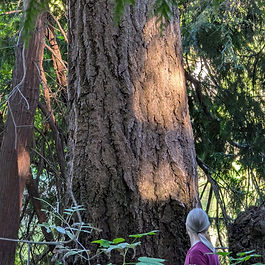 Douglas firs are majestic, fast-growing evergreen conifers known for their strong, straight wood and distinctive soft, deep green needles arranged all around the twigs, topped by unique cones with three-pronged bracts that look like a mouse's tail. They are crucial timber trees, develop thick, furrowed bark with age, and are iconic to western North America, offering great height and longevity, but are not true firs.