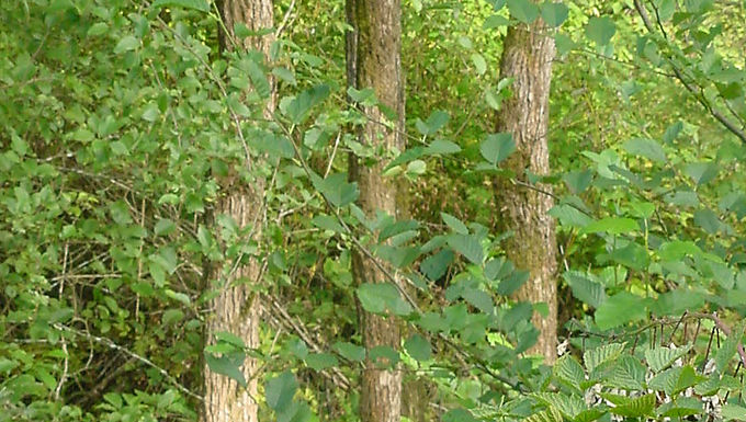 Pacific Willow