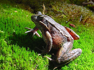 frog-red2a-good.jpg.jpg