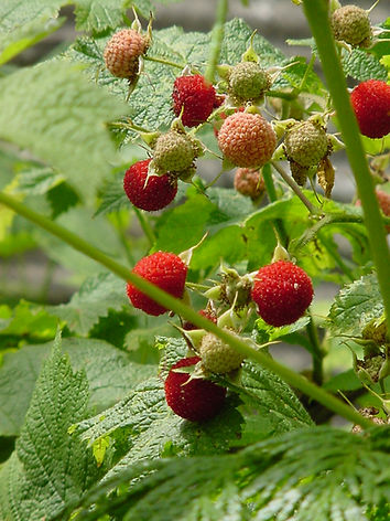 thimble berry berry ripe good.jpg