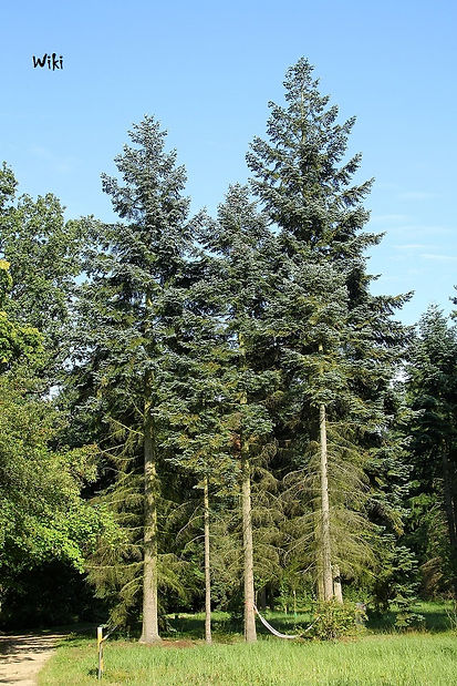 Noble Fir