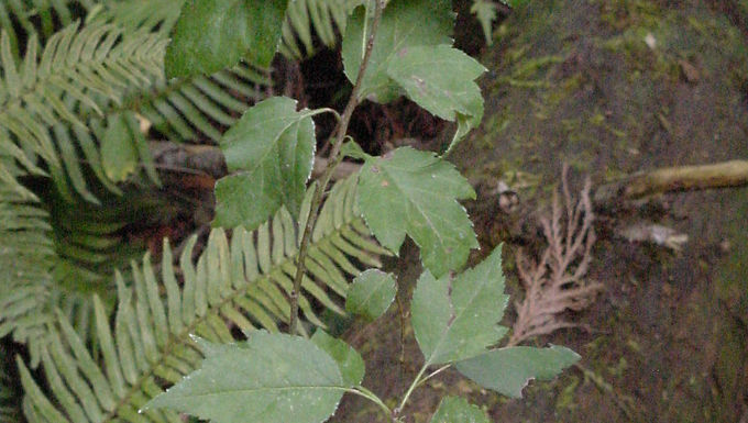 Pacific Crabapple