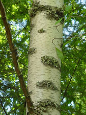 paperbark birch bark .JPG