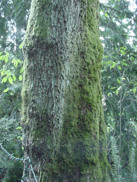 maple bark 3a_edited.jpg