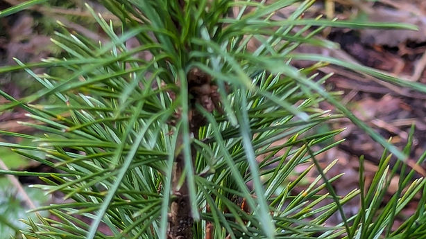White Bark Pine