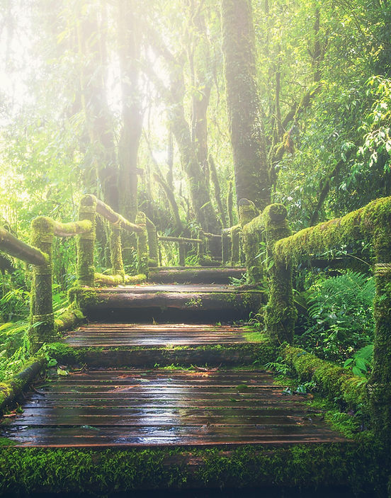 path through rainforest.jpg
