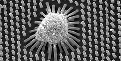mechanobiology