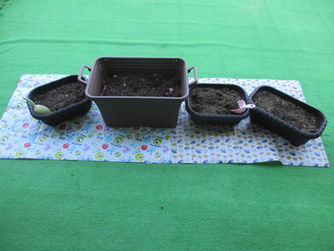 🍠お芋掘りごっこをしました!