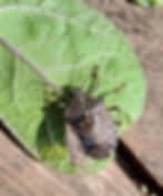 One upside to having Joro spiders is they prey on invasive brown marmorated stink bugs