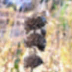 Monarda Punctata (Spotted Beebalm)
Other monarda that are covered in pollinators when blooming and have equally distinct seedheads for wildlife include monarda fistulosa and didyma.