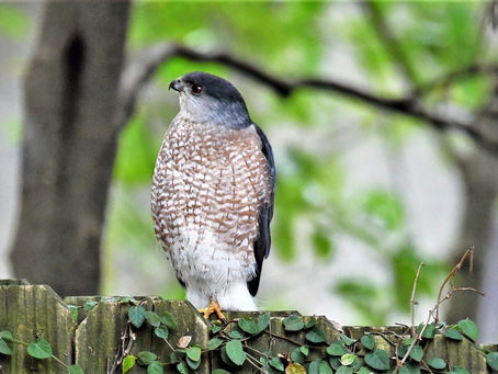 If Nature Was Predictable, It Wouldn't Be So Fascinating