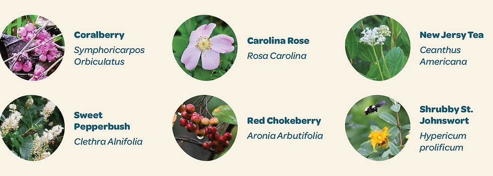   A hedgerow is a living fence that restores biodiversity even in small urban or suburban yard by offering wildlife habitat including shelter, cover, nesting, and food for birds, pollinators, and other wildlife throughout the year. There are plenty of native shrubs to choose from for a short hedgerow. 