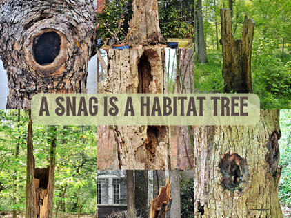 My Chickasaw Plum Snag is a Habitat Tree