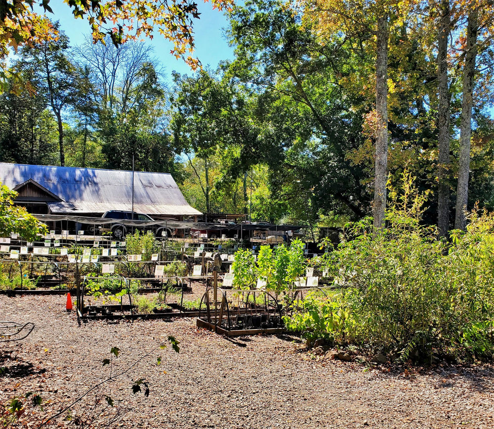 Atlanta Area Spring 2021 Native Plant Sales and Nurseries