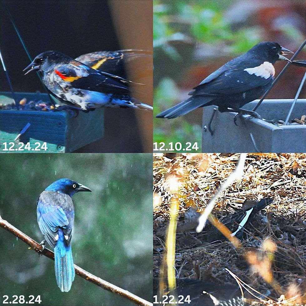 One year, four birds with leucism in my 1/4 acre rewilded yard! It's fairly easy to spot them because they stand out from other birds.