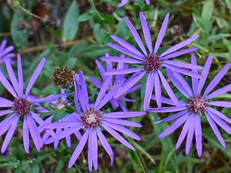Native Georgia Aster is a Rare Southern Belle