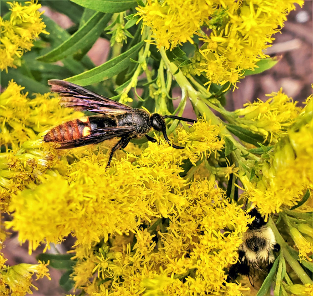 Why Goldenrod is Native Plant Gold