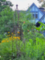 My 100% rewilded yard doesn't follow any harmful landscape practices. I'm not trying to model the lifeless landscapes all around me even a little bit. We need to see more yards like this to normalize their acceptance. As for home values - within the last 5 years the expensive homes on both sides of mine have sold soon after hitting the market and above asking price - and my newish neighbors all appreciate my wild yard! One even told me he loved that when he stepped out of the car to look at the home for sale that it felt like he was next door to a nature sanctuary because of all the birds!