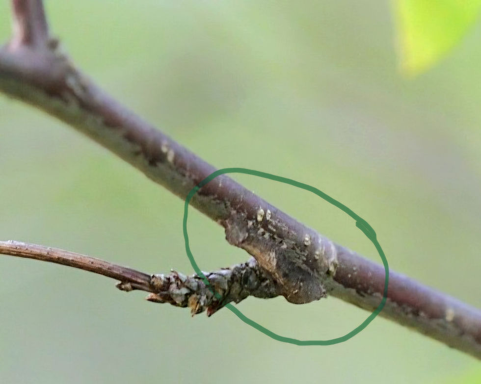 This camouflaged owlet moth on my Chickasaw plum is one of the 317 species of caterpillars that use it as a host plant.