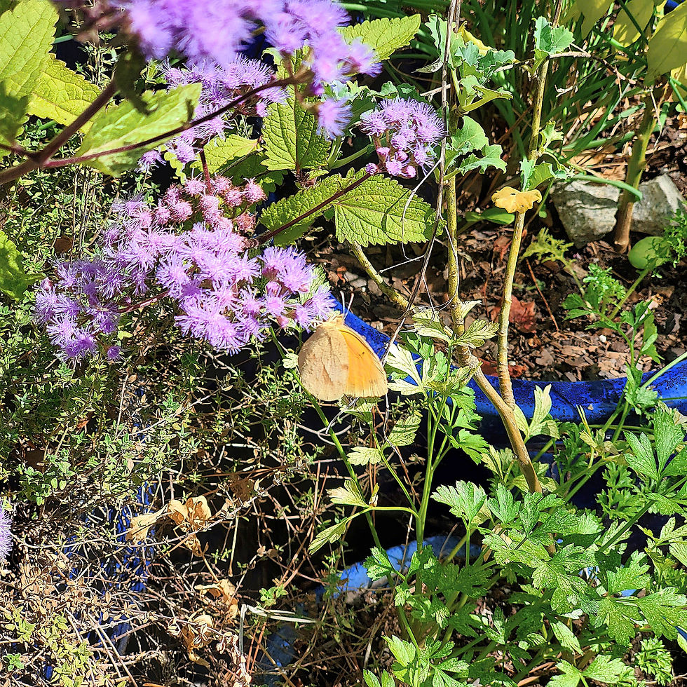 Wildlife uses my collection of large blue planters as an extension of my rewilded front yard - like this sleepy orange sulphur butterfly sipping nectar from blue mistflower (Conoclinium coelestinum) in the fall.