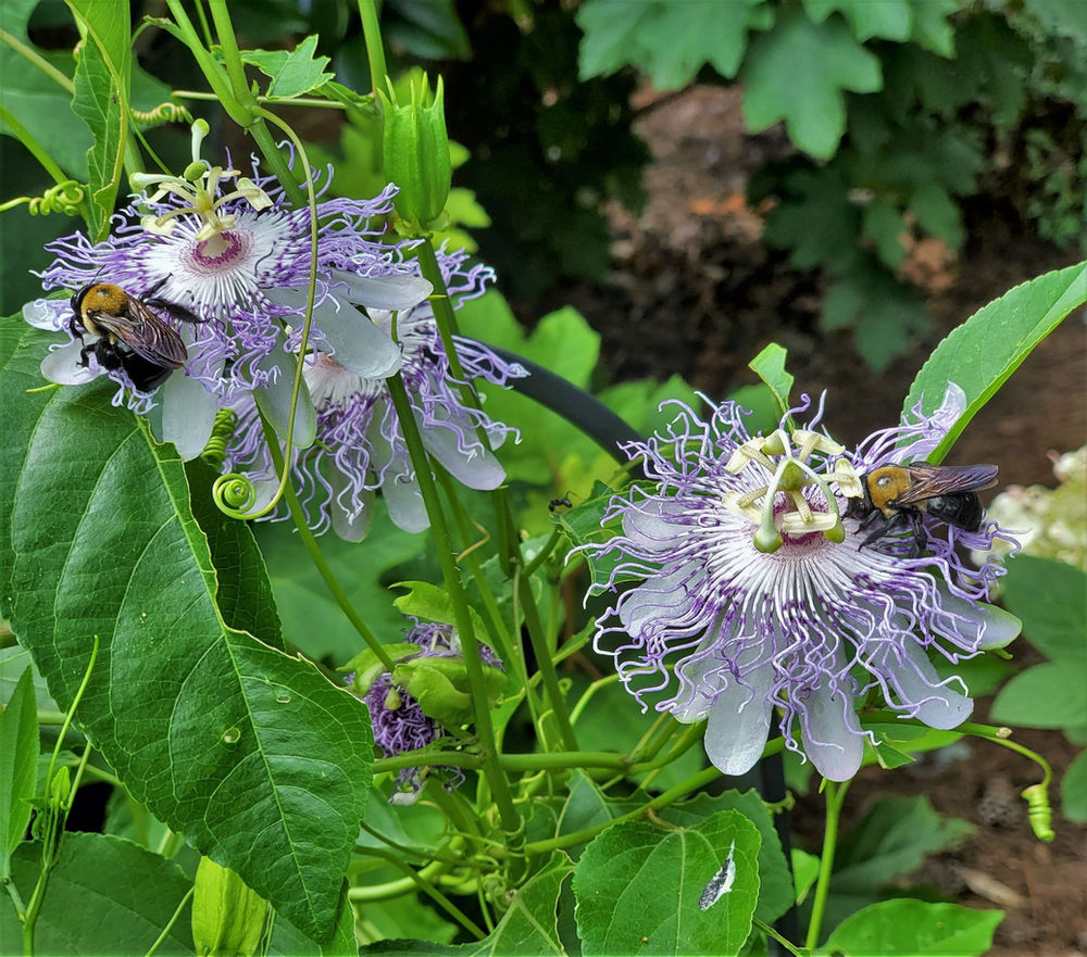 Passionflower Vine is a Carefree Native Alternative to Invasive Vines