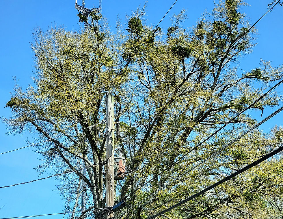 The mistletoe must have been growing for years on this particular tree. Once I started looking for mistletoe, I realized how prevalent it is in Atlanta.