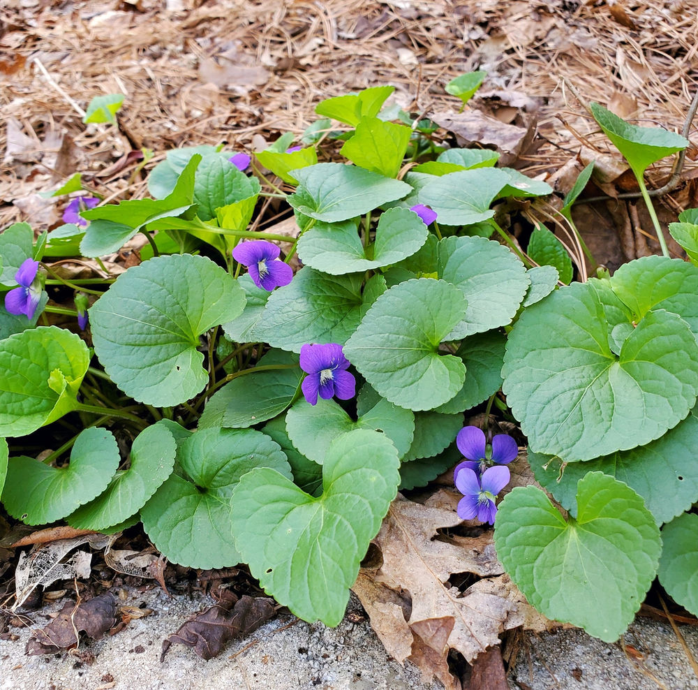 You Can Only Have a Native Violet Bouquet if You Grow It