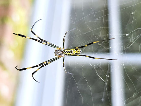 What to do About Joro Spiders?