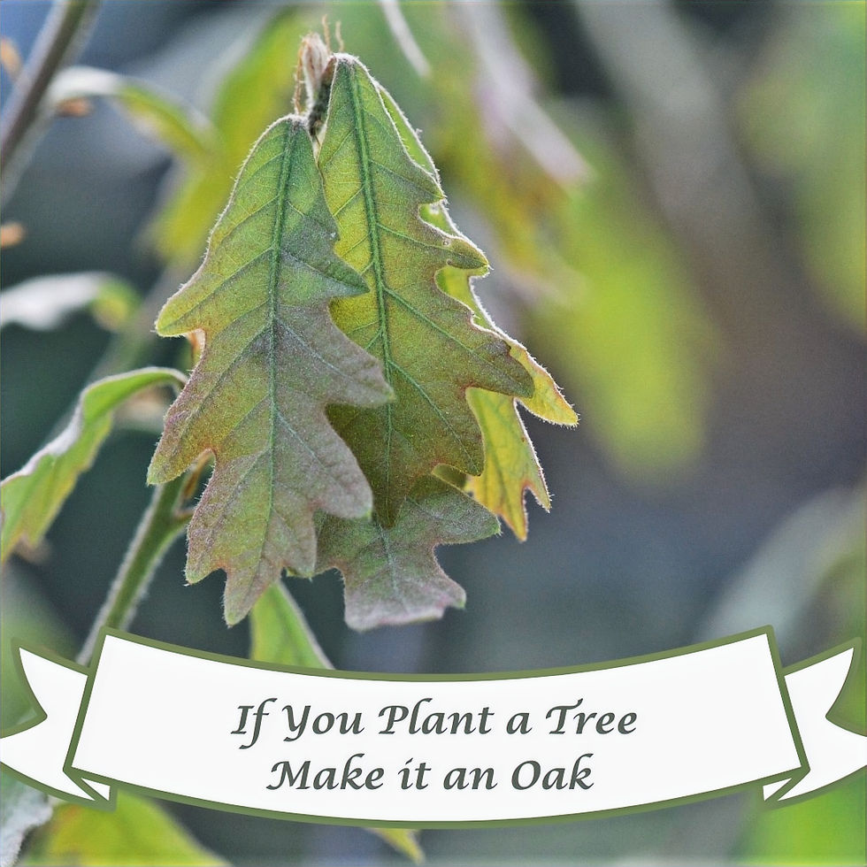 I chose an image of a white oak tree I planted in my 1/4 Atlanta yard as a more hopeful message about the impact every person can have in their own outside space. I want to counterbalance the helplessness around environmental issues that often lead to only trying to impact large organizational and institutional changes without considering what we can do outside our front door.