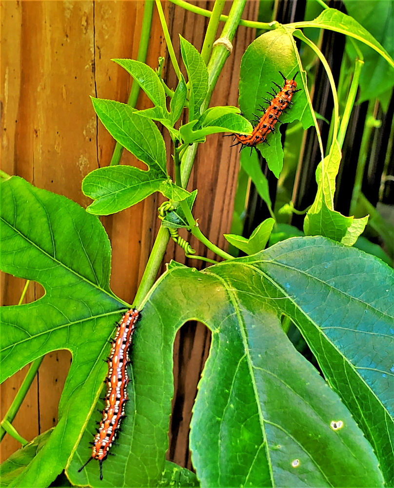 Native Passionflower Vine is a Popular Butterfly Host Plant