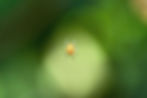 This marbled orb weaver was no bigger than a pencil eraser and might have been eaten by one of the many birds I see foraging for insects in and around my yard.