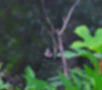 Joro spiders make a large and somewhat messy three dimensional triangle shaped web.