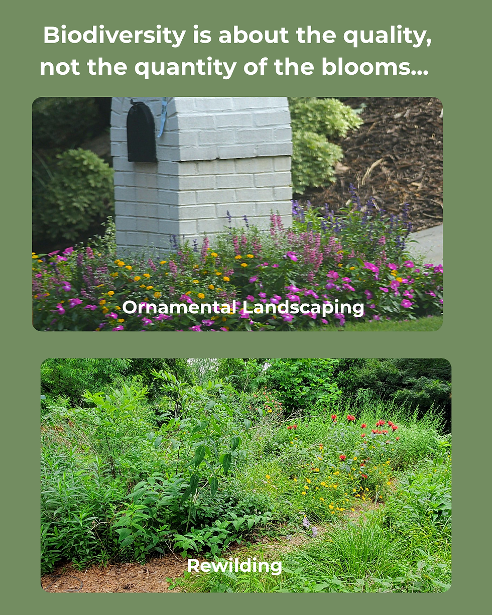 The top yard is landscaped with non-native ornamental plants that offer little support for wildlife. They may also be treated with systemic pesticides called neonicotinoids. The bottom landscape has fewer flowers per square foot, but the native plants in it offer shelter, cover, nesting, and food sources for wildlife.