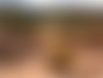 SAFCOL’s investment in three Bell 225F Loggers pays dividends