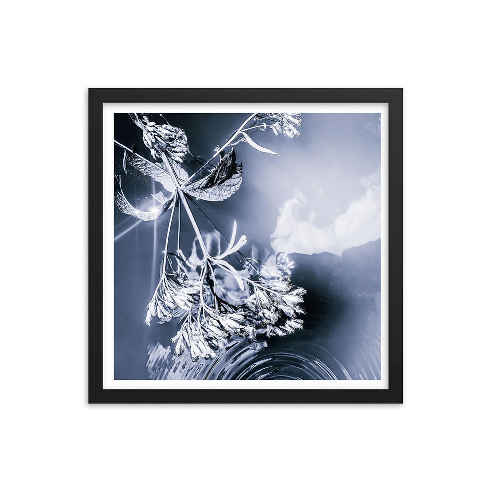 Miniature : Photographie artistique de nature aquatique et de fleurs d'asclépiades