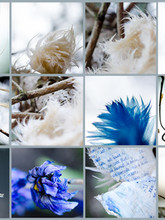 Macrophotographie de nature art visuel contemporain 