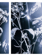 Photographie artistique monochrome fleurs sur l'eau