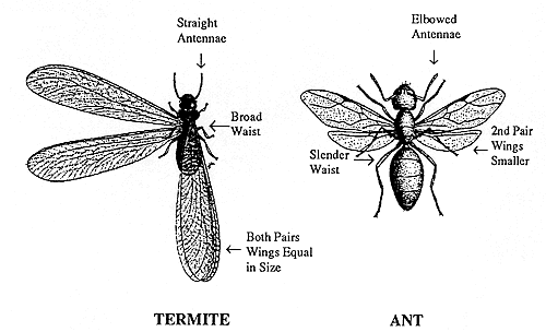 Difference Between Flying Ants and Termites